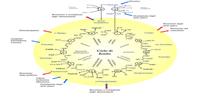 Chetogenesi e chetosi: sciogliamo alcuni dubbi